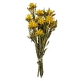 thumbnail image 4 of Vickerman 8-20" Yellow Plumosum Bundle, 13 flower heads per bundle, Preserved, 4 of 4