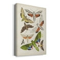 thumbnail image 2 of Antique Moths II Premium Gallery Wrapped Canvas - Ready to Hang, 2 of 9