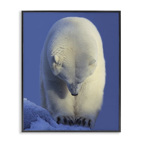 Stupell Industries Contemporary Polar Bear Photography Black Framed Giclee Art, 11 x 14, by Shane Lamb