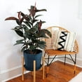 thumbnail image 2 of Brighter Blooms - Rubber Plant (Ficus), 3 gal - No Shipping to AK, AZ, HI, OR, 2 of 5