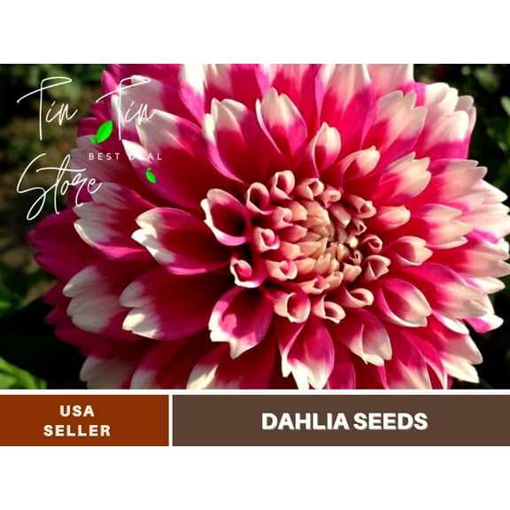 40  Seeds| Fuzzy Wuzzy Dahlia Perennial Seeds - Flower See | Seeds, Herbal Seeds, No GMO, Chinese Seeds, Authentic Seed#D046