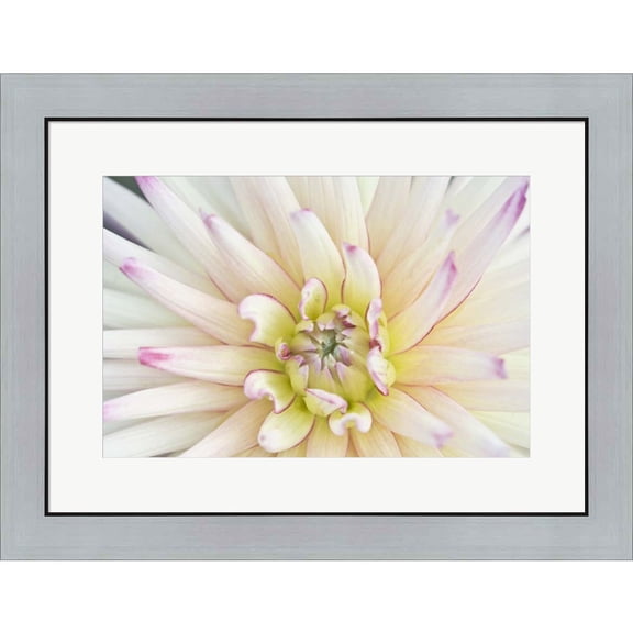 Great Art Now Dahlia Close-Up by Rob Tilley / Danita Delimont, Framed Wall Art, 26.25W x 20.25H