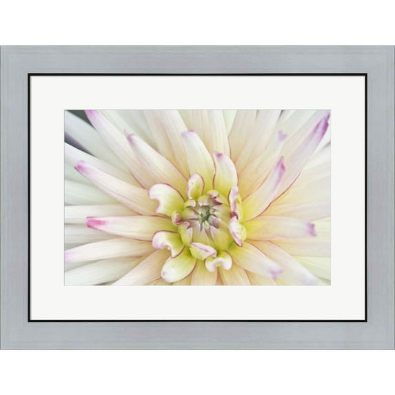 Great Art Now Dahlia Close-Up by Rob Tilley / Danita Delimont, Framed Wall Art, 26.25W x 20.25H