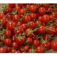 thumbnail image 2 of Sweet Million Cherry Tomato Plant - 2.5" Pot - Up to 2000 Cherries, 2 of 4