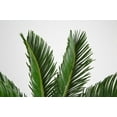 thumbnail image 5 of Plants with Benefits by Costa Farms 12" Sago Palm House Plant in 6" Self-Watering Pot, 5 of 8