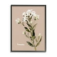 thumbnail image 2 of Stupell Industries Boneset Flower Sprig Nature Botanical & Floral Painting White Framed Art Print Wall Art, 2 of 5