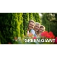 thumbnail image 3 of Thuja Arborvitae Green Giant - 5 Live Quart Size Plants - Evergreen Privacy Trees, 3 of 9