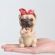 thumbnail image 2 of (Serena) gafas de animales montura resina, 2 of 14