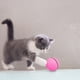 thumbnail image 4 of Pelota de juguete interactiva inteligente para gatos, pelota giratoria de 360 grados, 4 of 5