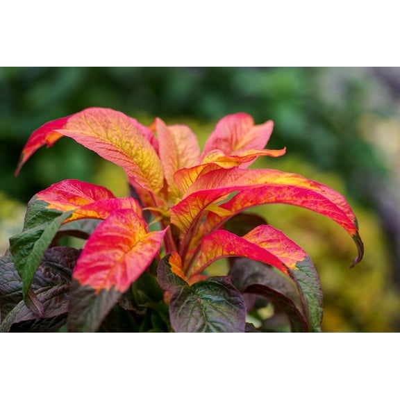SEED PACK - -100 Seeds Amaranthus Bicolor Illumination Red & Yellow annual Flower -Bedding plant-SEE DESCRIPTION -