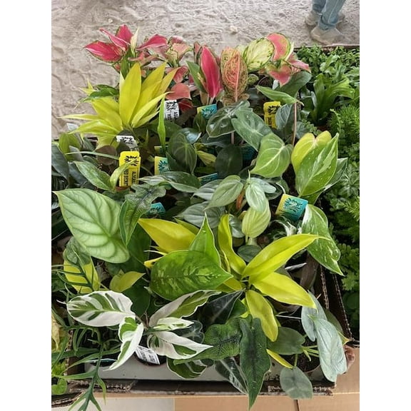 BubbleBlooms Indoor Foliage Wholesale Bulk Premium 2 inch Tropical Plants 2 inch 45-Pack