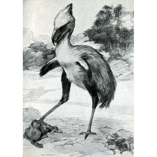 На рисунке изображена реконструкция фороракоса крупной. Фороракос. Хохлатая кариама. Фороракос звуки. Terror Bird Art.