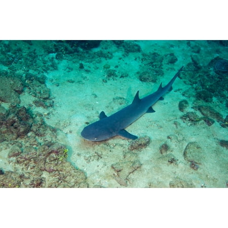 A Whitetip Reef Shark laying on the bottom in the sand and looking up at the above approaching photographer in the clear South Pacific ocean off Likuri Island Fiji Poster