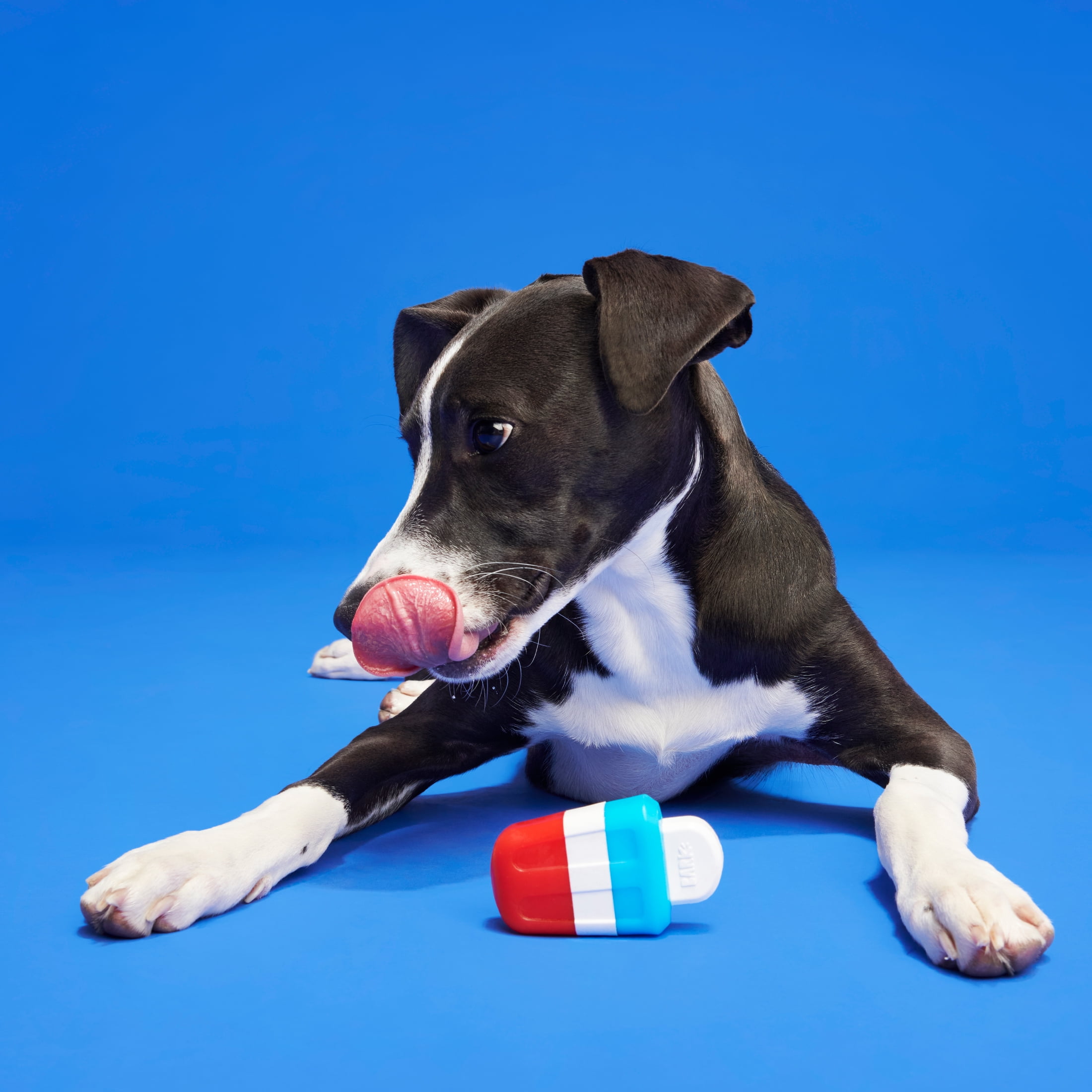 2 X Bark Yankee Doodle Candy Dog Toy 4 Shredders With Bonus Spiky Squeaker  Ball