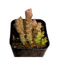 thumbnail image 3 of Stapelia Sp. Succulent Live Plant 2 Inch for Indoor Outdoor Home Office Garden Decor, 3 of 6