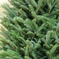 thumbnail image 4 of National Plant Network Real Fraser Fir 5' Tall Fresh Cut Christmas Tree, 4 of 7