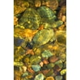 thumbnail image 2 of Rotenberg, Nancy 23x32 White Modern Wood Framed Museum Art Print Titled - MT, Rattlesnake Wilderness Area Underwater rocks, 2 of 4