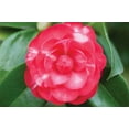 thumbnail image 2 of Erin Berzel 32x23 White Modern Wood Framed Wall Art Titled - Camellia Flower I, 2 of 5