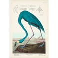 thumbnail image 3 of Audubon, John James 11x14 Black Modern Framed Museum Art Print Titled - Custom Pl 431 American Flamingo I, 3 of 5