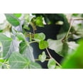 thumbnail image 4 of 6 in. English Ivy - Air Cleaning - Indoor or Outdoor Plant, 4 of 5