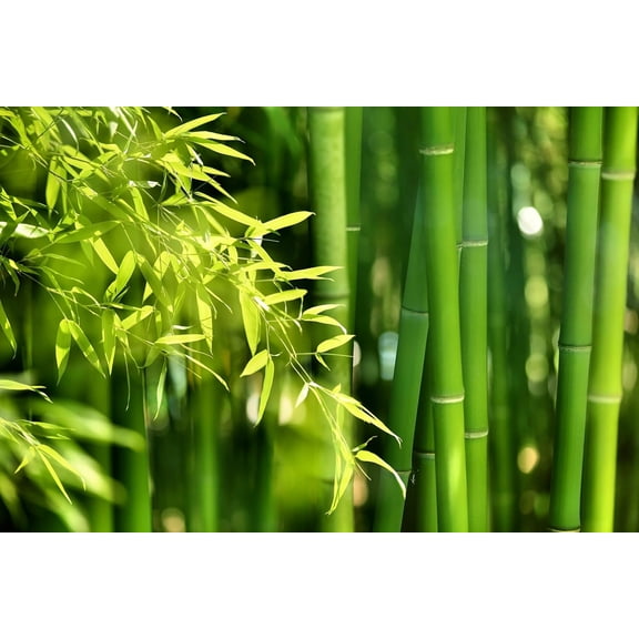 300  Giant Bamboo Seeds for Planting - Exotic and Fast Growing Windbreak or Privacy Screen