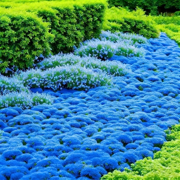 HJADGG Blue Creeping Thyme Seeds, Woolly Thyme Ground Cover, Non-GMO Heirloom, Drought Tolerant, for Stepping Stones and Rock Gardens, 500+ Seeds