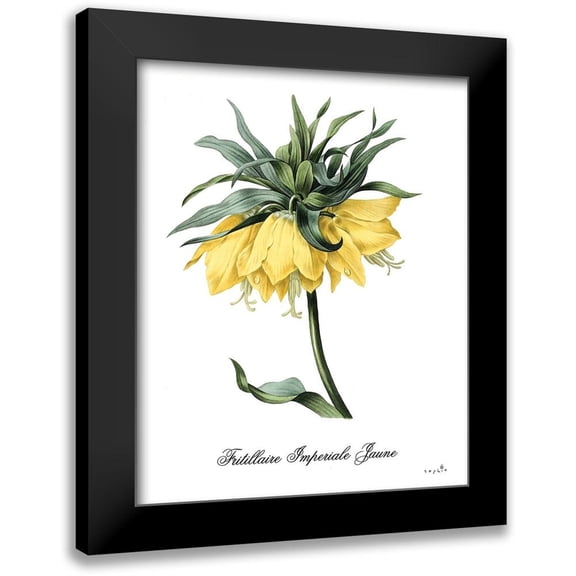 Sophie 6 12x14 Black Modern Framed Museum Art Print Titled - Fritillaire Jaune