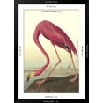 thumbnail image 4 of Art.com American Flamingo Art Print by John James Audubon, Black Frame Wall Art, 32" x 44", 4 of 4