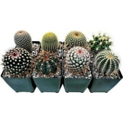Fat Plants San Diego Cactus Plants. Variety Package of Indoor or Outdoor Cacti Plants for Gardens, Home Decor or Gifts (8)