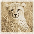 thumbnail image 3 of 4 Baby African Safari Animals Prints Elephant Cheetah Lion Zebra Photographs Sepia Art Posters 12x12, 3 of 6