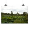 thumbnail image 2 of Print: Kenilworth Park And Aquatic Gardens, Also Known As Anacostia Park, 2 of 4