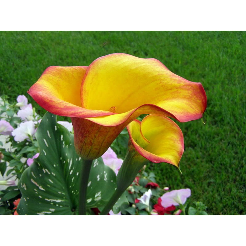 Flame Calla Lily Bulb plus Hirt's Bulb Food Grow Indoors or Out