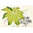 thumbnail image 3 of Stroobant 24x17 Black Modern Framed Museum Art Print Titled - Fern Leaf Foliage I, 3 of 5