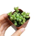 thumbnail image 3 of SUCCULENTS BOX 20" Pink Crassula Live Plants in 2" Grower Pots (2 Count), 3 of 5