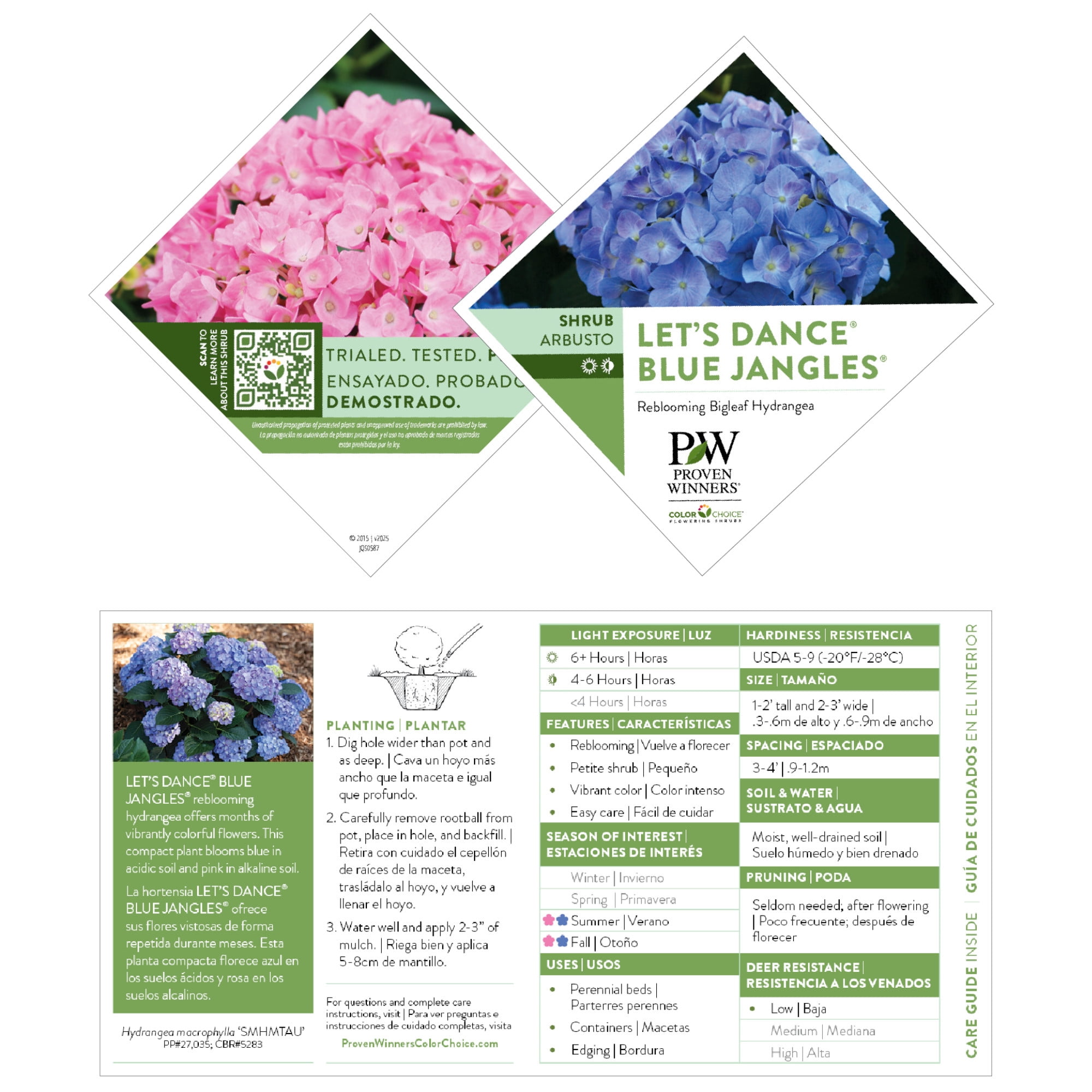 Proven Winners ColorChoice 6" Multicolor Let's Dance Blue Jangles Reblooming Hydrangea Live Plant in 7.5" Pot