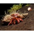 thumbnail image 2 of Hermit crab on sponge in Gulf of Mexico Poster Print by Brent Barnes/Stocktrek Images, 2 of 2