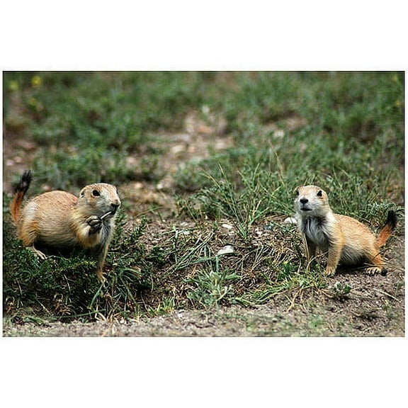 Trademark Art "Dakota Prairie Dog" Canvas Wall Art by Nicole Dietz