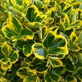 thumbnail image 4 of Expert Gardener Golden Euonymus (2.5 Quart) Green and Yellow Variegated Evergreen Shrub - Full Sun to Part Shade Live Outdoor Plant, 4 of 6