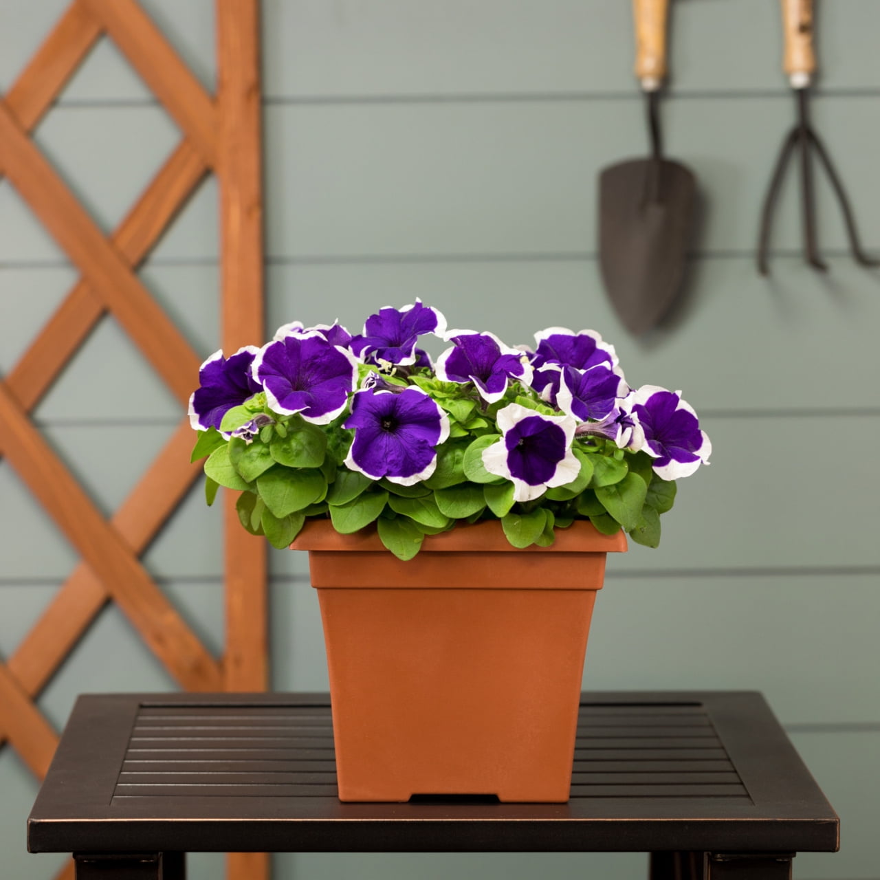 Expert Gardener 1gal Purple White Petunia Live Annual Plant Decorative Pot Sun