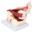 thumbnail image 4 of Human Eye Model,Human Eye Model Detachable Medical Teaching Model Eye Anatomical Model Enhanced Features, 4 of 14