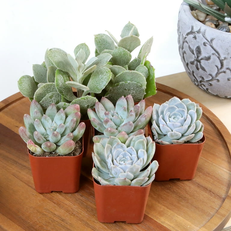 succulent favors Champagne Gold Metal Bucket Succulent Favors