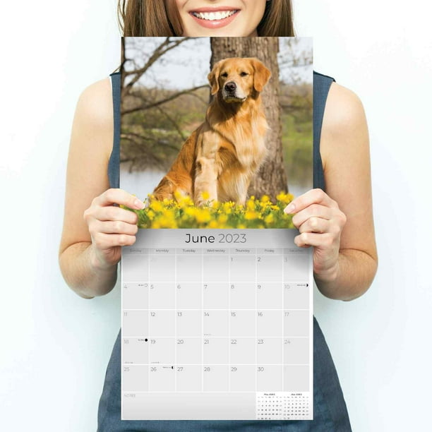 2022 2023 Golden Retriever Calendar - Dog Breed Monthly Wall Calendar - 12  x 24 Open - Thick No-Bleed Paper - Giftable - Academic Teacher's Planner  Calendar Organizing & Planning - Made in USA - Walmart.com