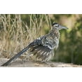 thumbnail image 2 of Welling, Dave 32x22 Black Ornate Wood Framed with Double Matting Museum Art Print Titled - Texas, Starr County Greater roadrunner on ground, 2 of 4