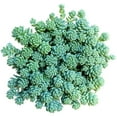 thumbnail image 2 of Sedum Major Succulent (6"+ Minimalist Pot) - Corsican Stonecrop - Blue Tears Sedum - Live, Healthy Succulent for Home Office - Tiny, Lovely, Easy to Care Succulent for Beginners, 2 of 9