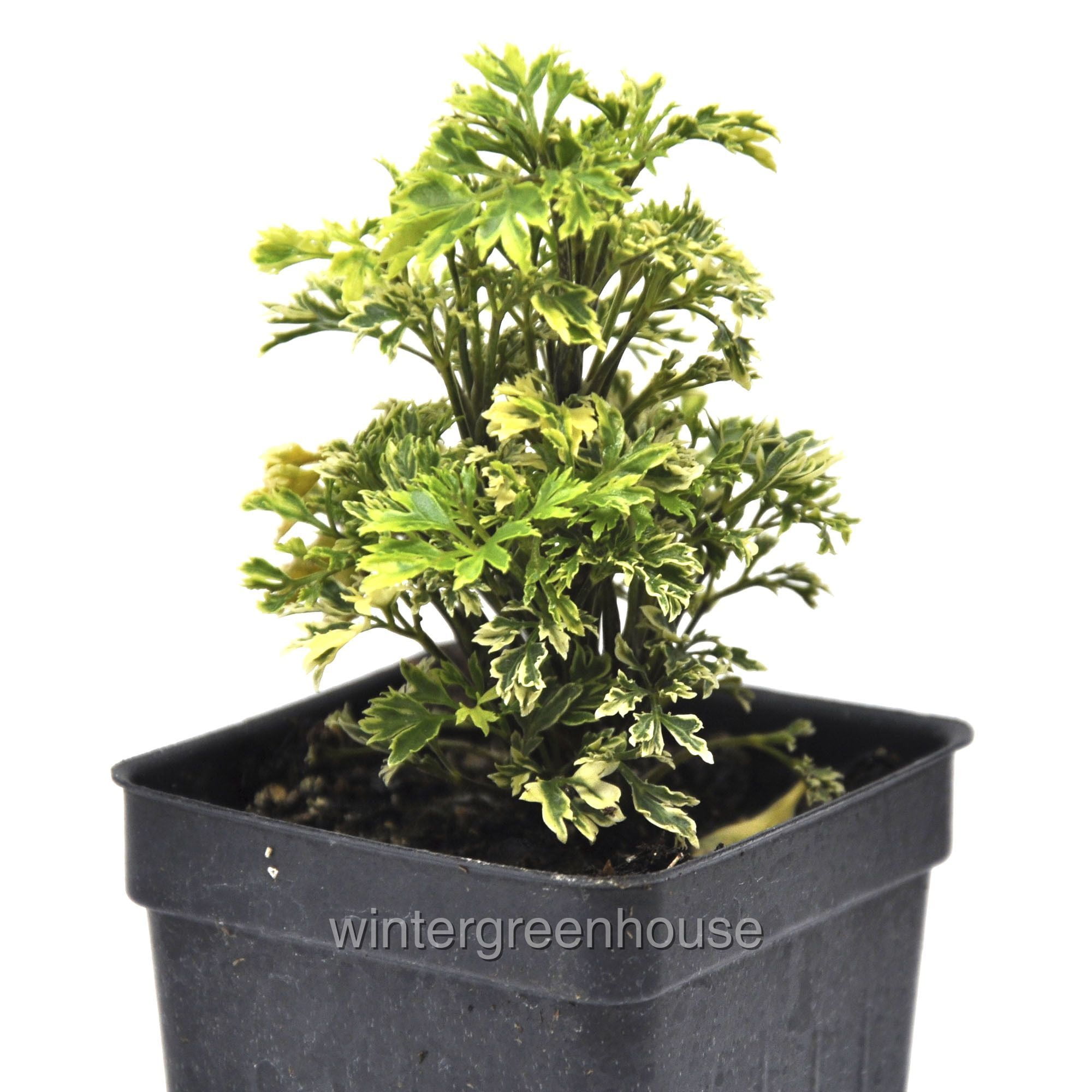 Aralia Parsley Gold Variegated 3" (2.6x3.5") Pot Colorful Foliage incl. Heat Pack