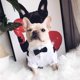 thumbnail image 3 of Ropa para mascotas Camisa para perro Esmoquin para perro Camisa de pajarita adecuada para boda Cachorro Bulldog francés Pug (L, Camisa de pajarita), 3 of 5