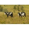 thumbnail image 2 of Illg, Cathy and Gordon 18x13 White Modern Wood Framed Museum Art Print Titled - SD, Wild Horse Sanctuary Wild horses in field, 2 of 4