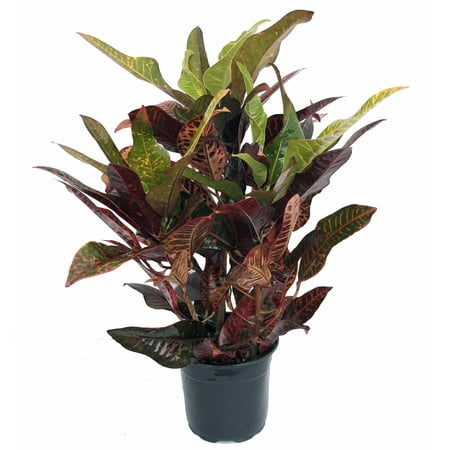 Oakleaf AFD7 Croton - 6" Pot - Easy to Grow House Plant - Walmart.com