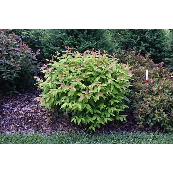 Diervilla rivularis-Kodiak Fresh-Colorful foliage  3 Gallon