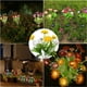 thumbnail image 4 of Luces solares de 7 campanillas de invierno, luces solares LED, decoración al aire libre para Patio, césped, jardín, sendero, 4 of 5
